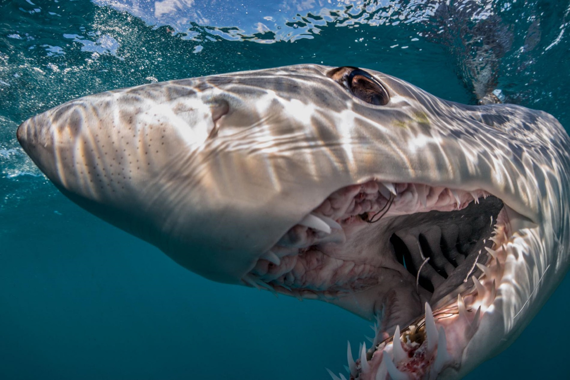 Animal Mako Shark HD Wallpaper | Background Image