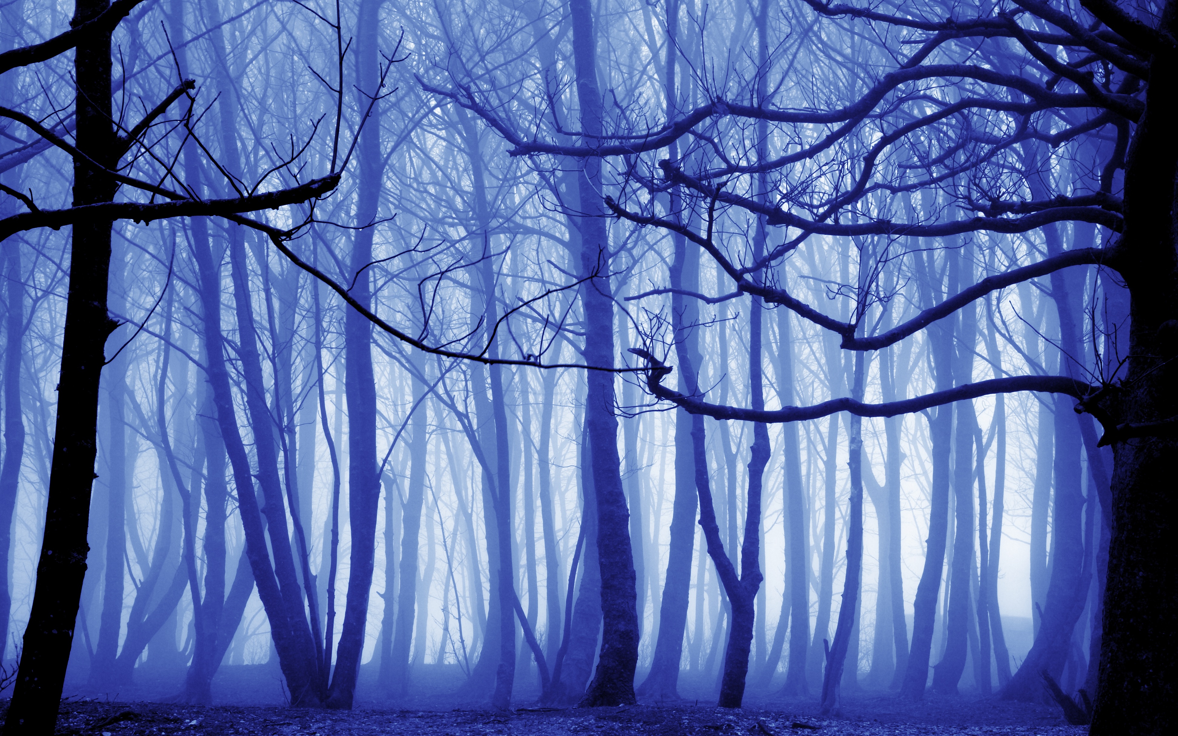 Mystical winter forest enveloped in dense fog, creating a surreal and enchanting atmosphere.
