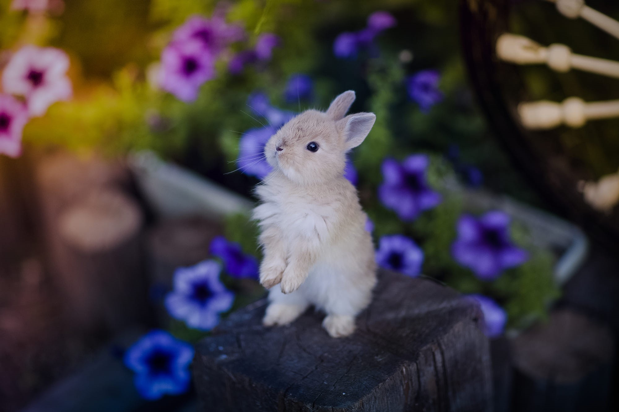 Маленькие кролики фото