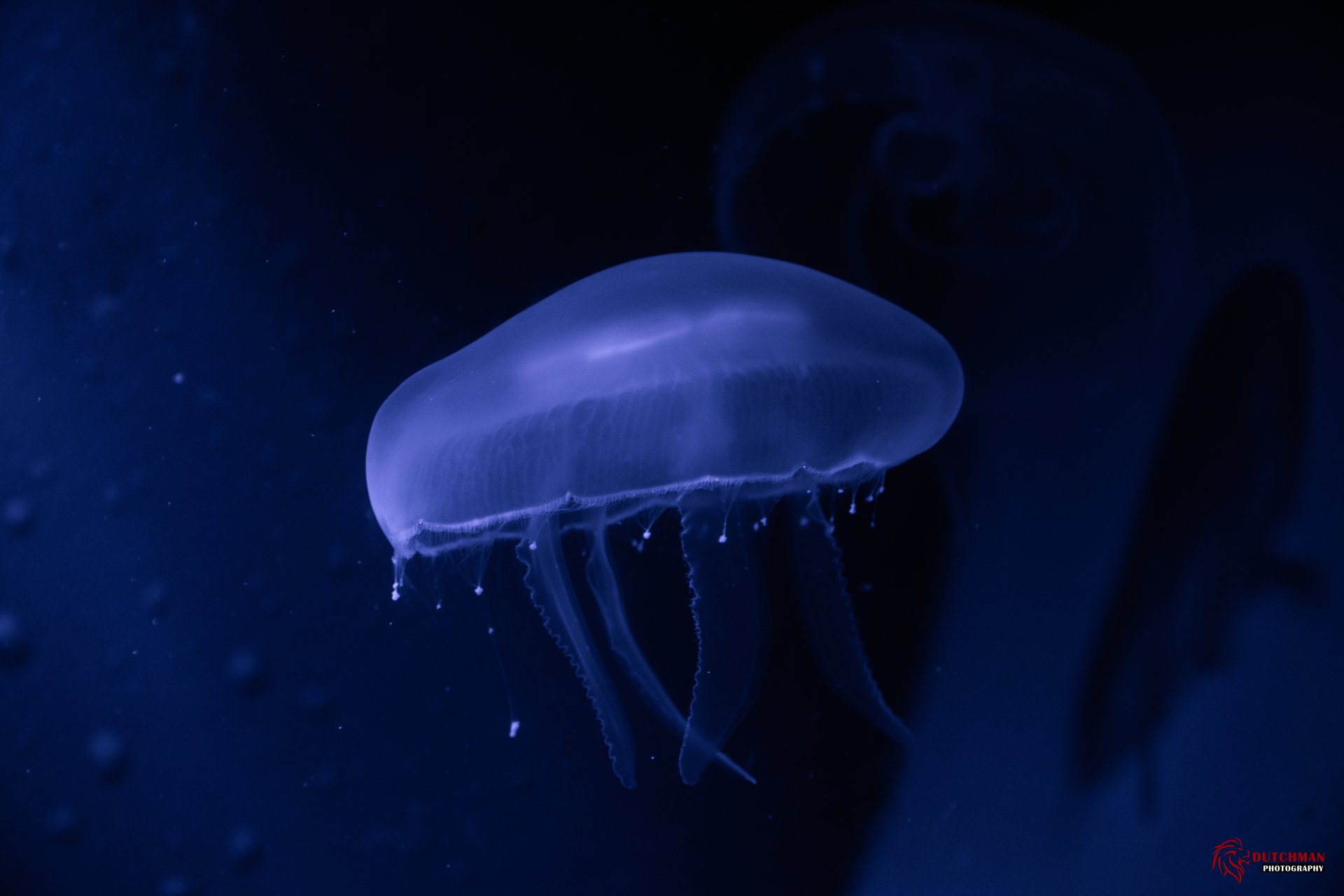 Download Animal Jellyfish 4k Ultra HD Wallpaper by CrashingDutchman
