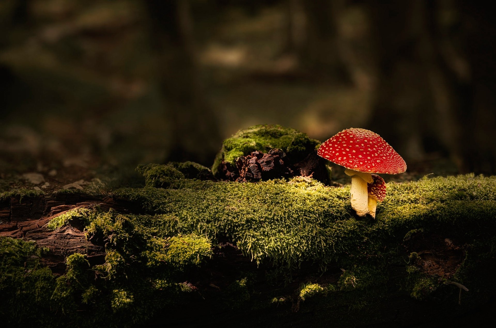 Download Macro Moss Nature Mushroom HD Wallpaper