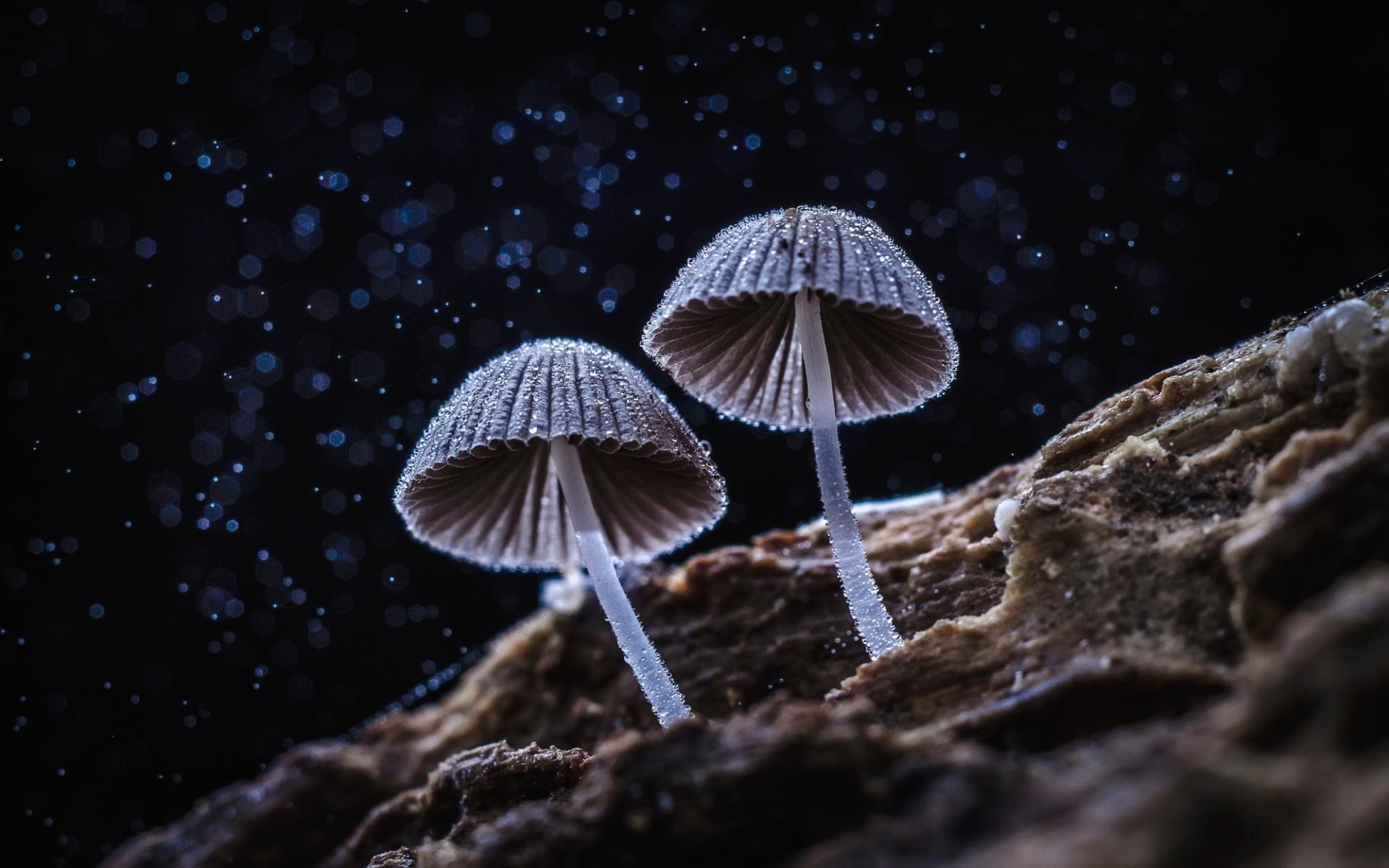 HD desktop wallpaper featuring a macro shot of two mushrooms with a bokeh background, capturing the beauty of nature up close.