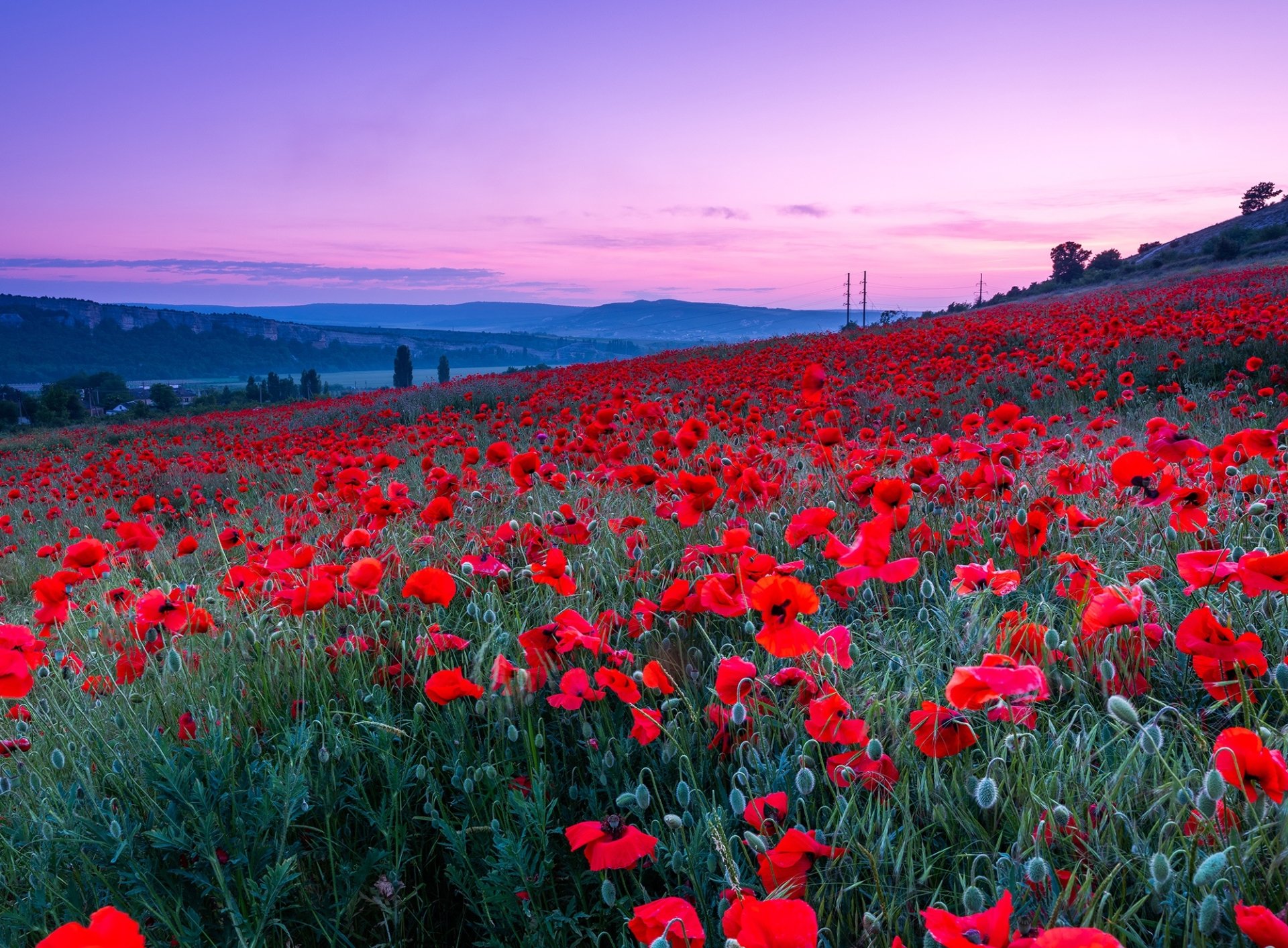 772 Poppy HD Wallpapers | Background Images - Wallpaper Abyss - Page 17