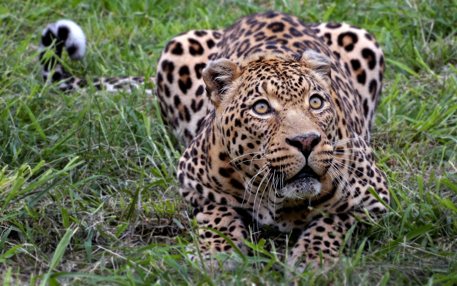 animal-leopard-hd-wallpaper