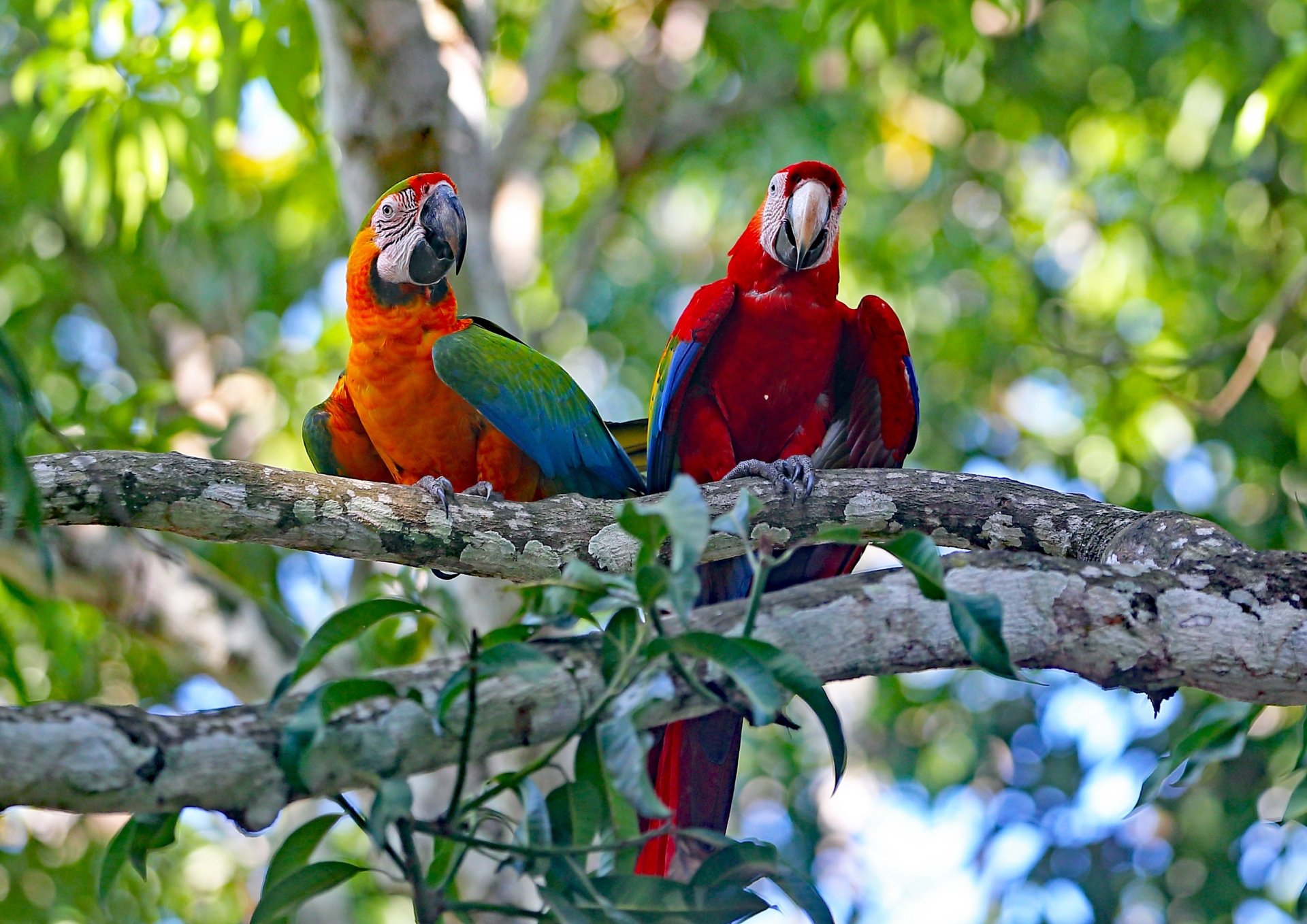 Download Red-and-green Macaw Catalina Macaw Bird Parrot Animal Macaw HD Wallpaper