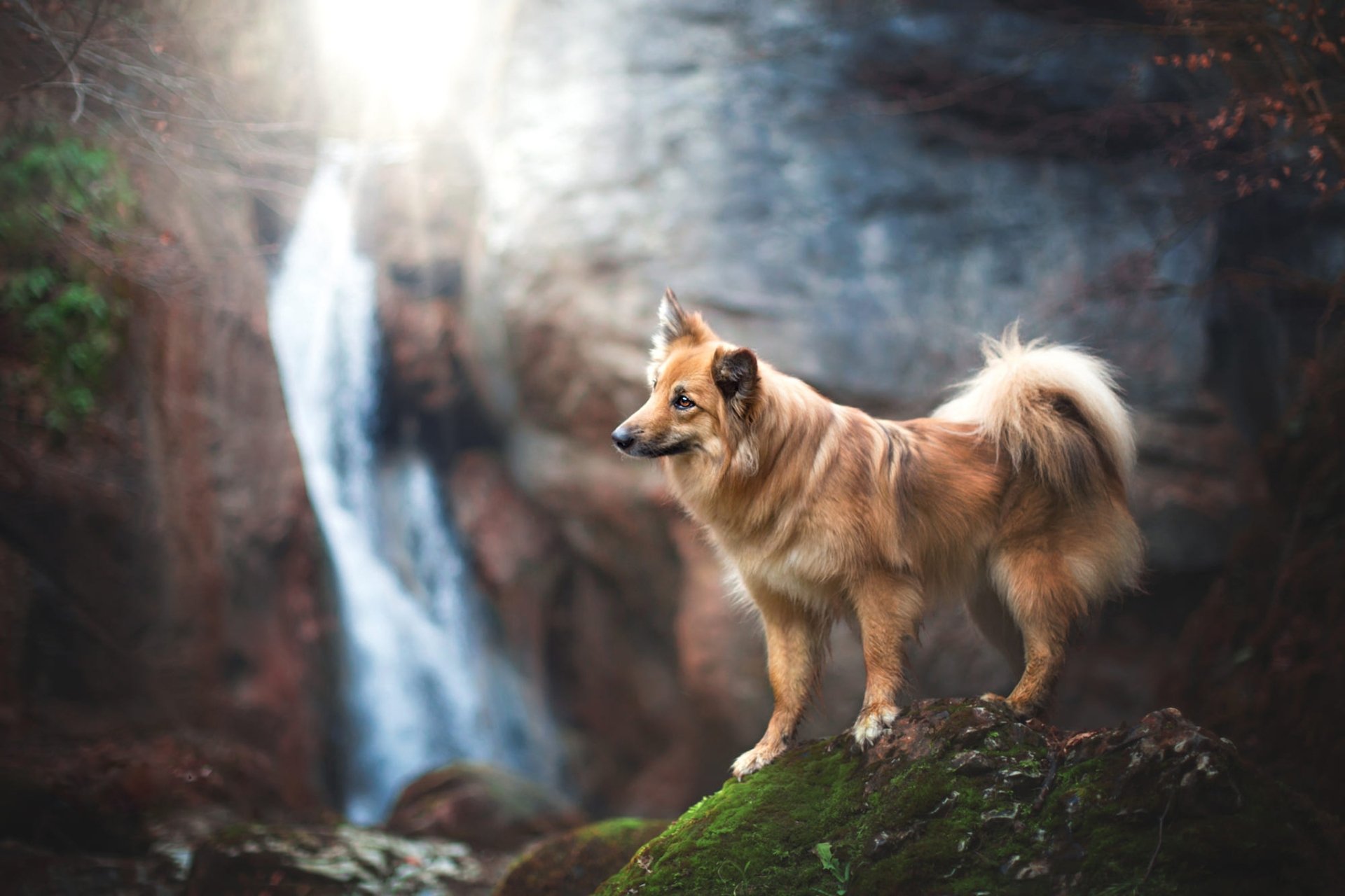 Download Animal Dog HD Wallpaper | 2048x1365 | Wallpaper Abyss