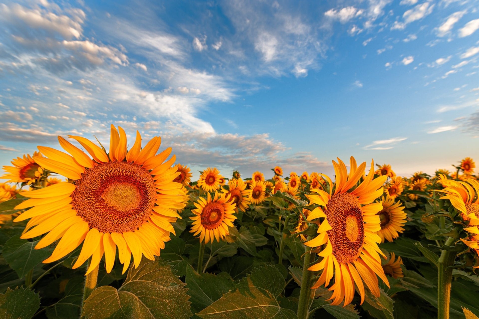 Download Yellow Flower Flower Sky Summer Nature Sunflower HD Wallpaper