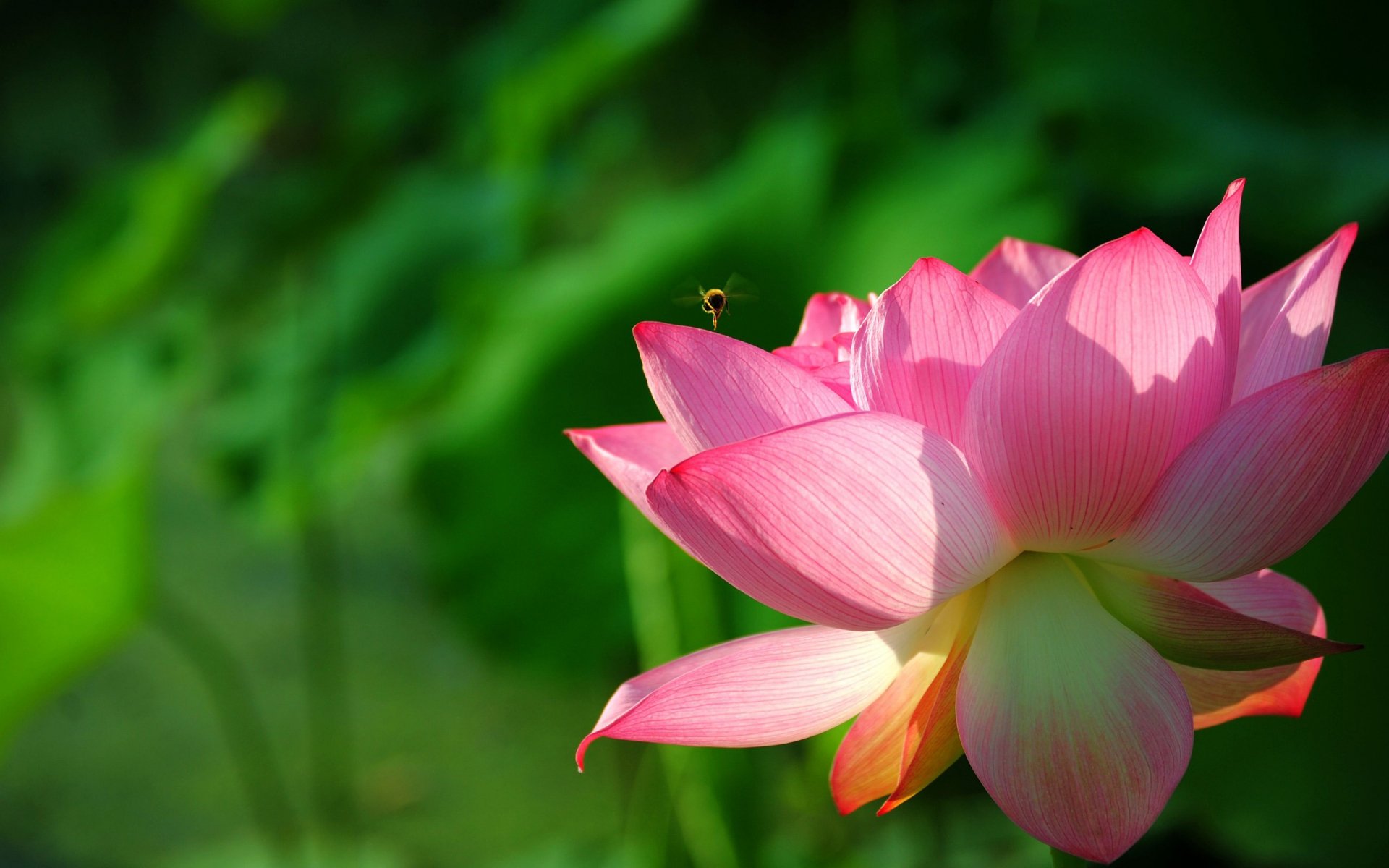 Lotus HD wallpaper - Với Lotus HD wallpaper, bạn sẽ được tận hưởng toàn bộ vẻ đẹp của hoa sen ngay trên thiết bị của mình. Độ phân giải cao mang đến sự rõ nét và sống động cho mọi chi tiết của hoa sen, giúp bạn có trải nghiệm thật sống động và đầy cảm xúc. 