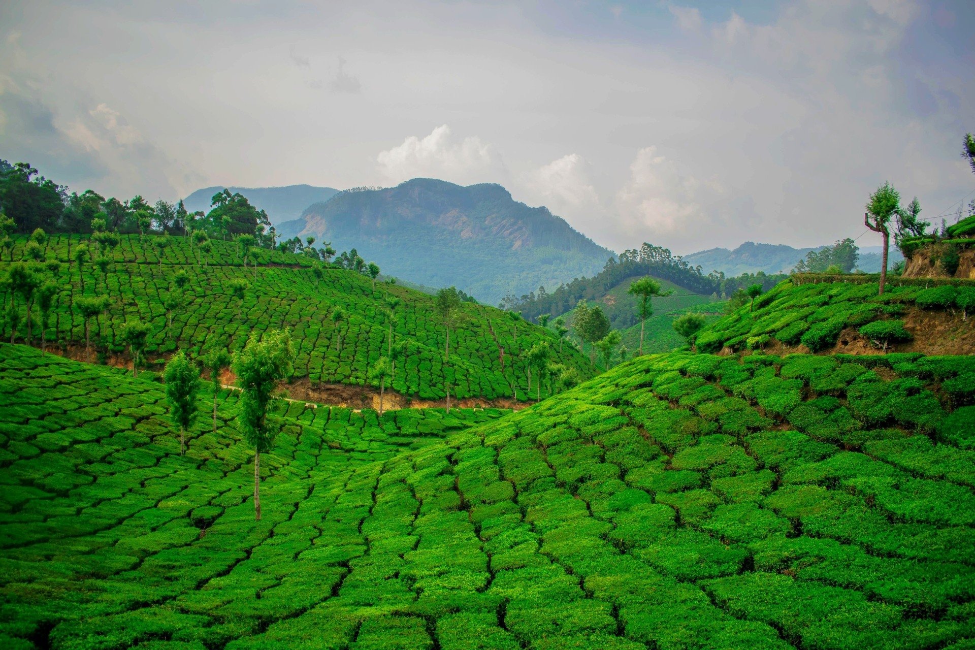 Tea Plantation HD Wallpaper