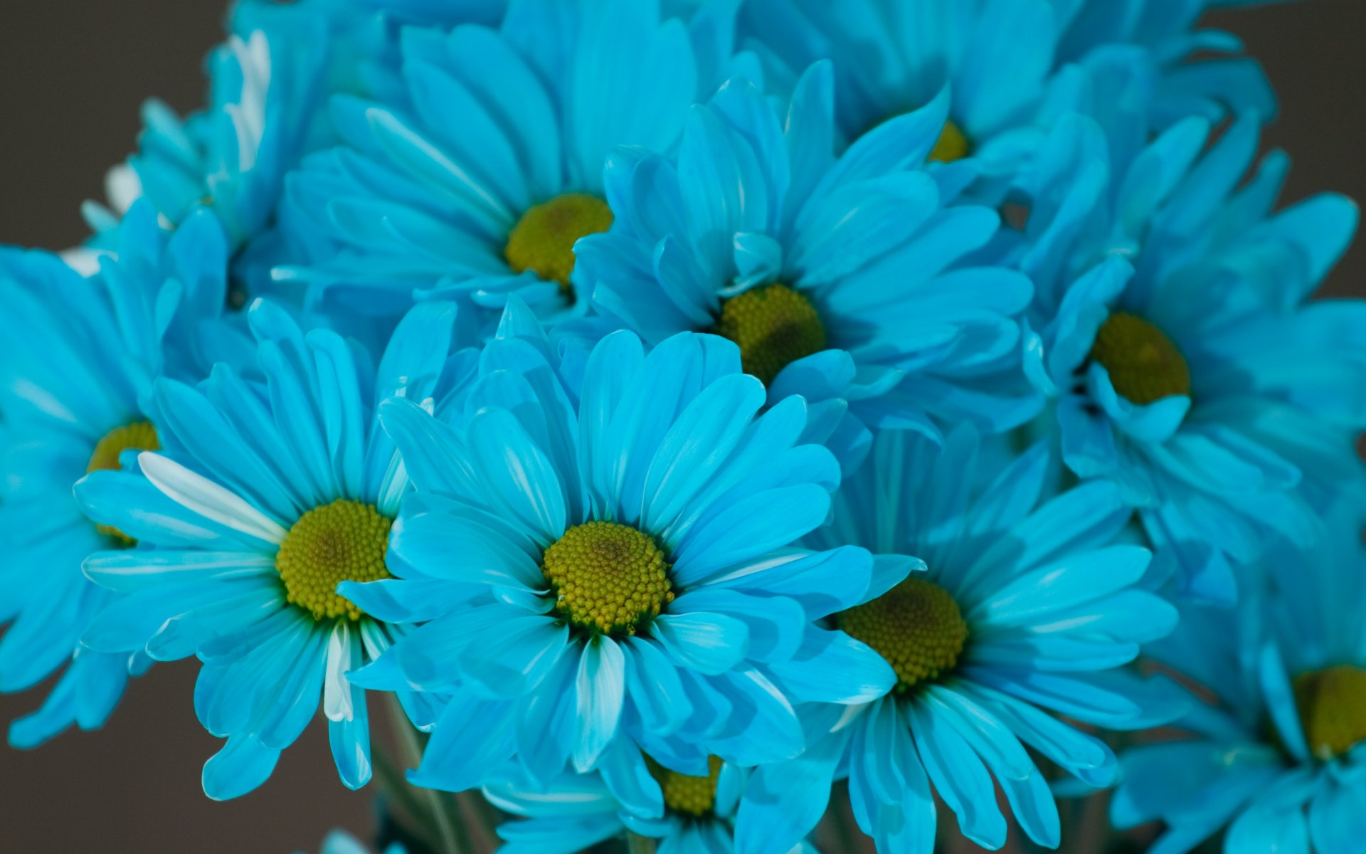 A vibrant cluster of blue daisies with yellow centers, captured in stunning 4K Ultra HD, showcasing the beauty of nature in exquisite detail.