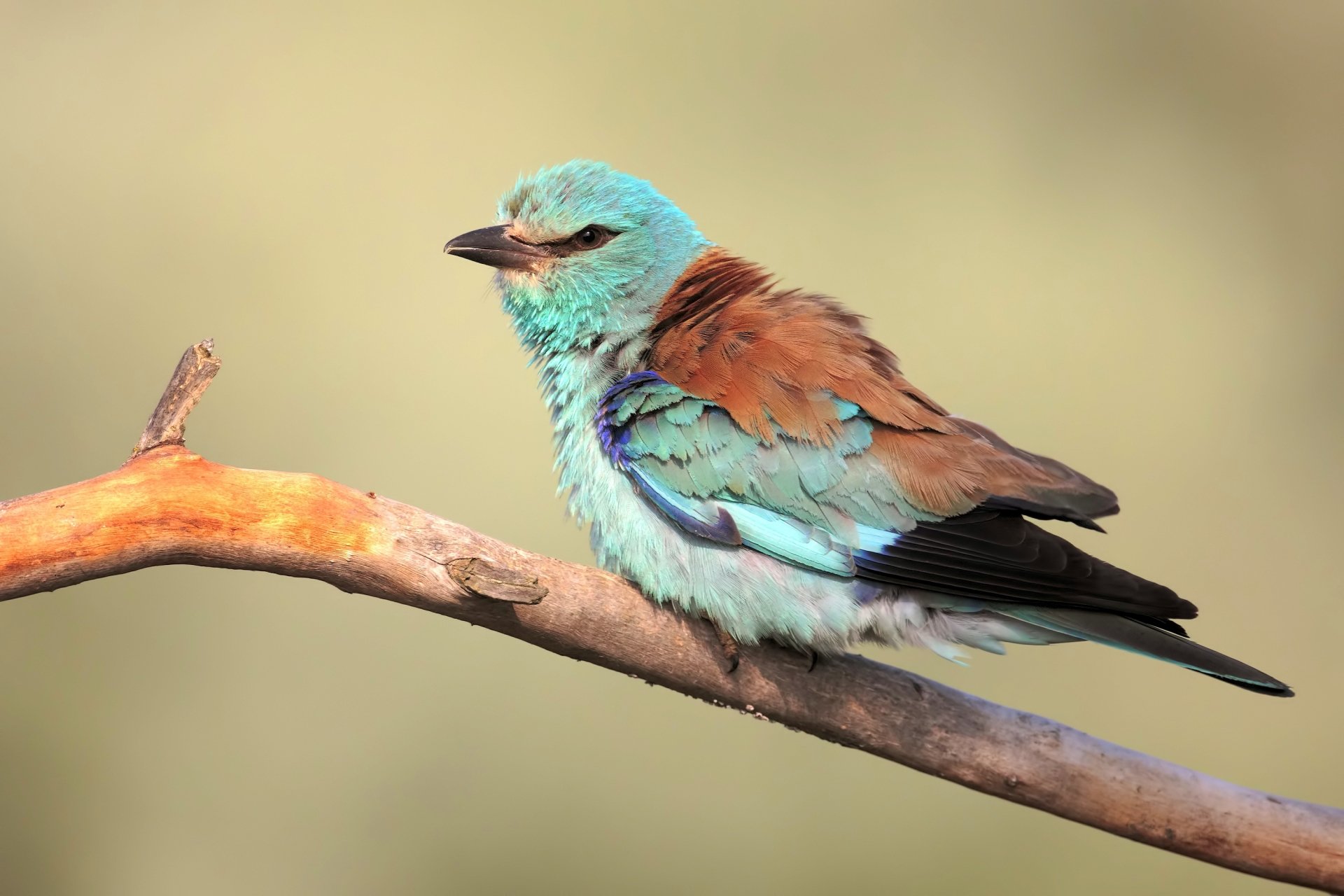 Download Bird Animal Roller HD Wallpaper