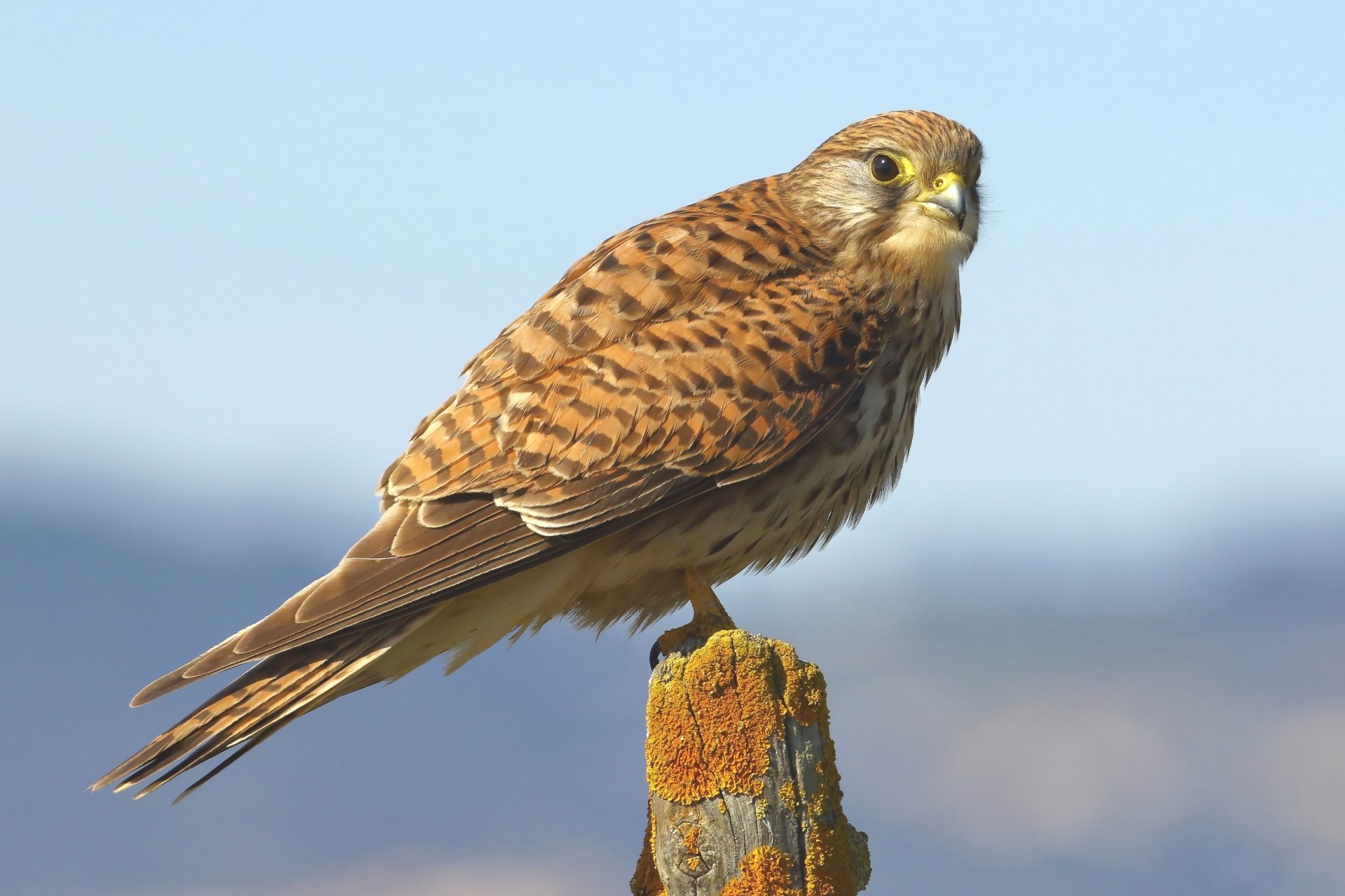 Download Bird Of Prey Bird Animal Kestrel HD Wallpaper