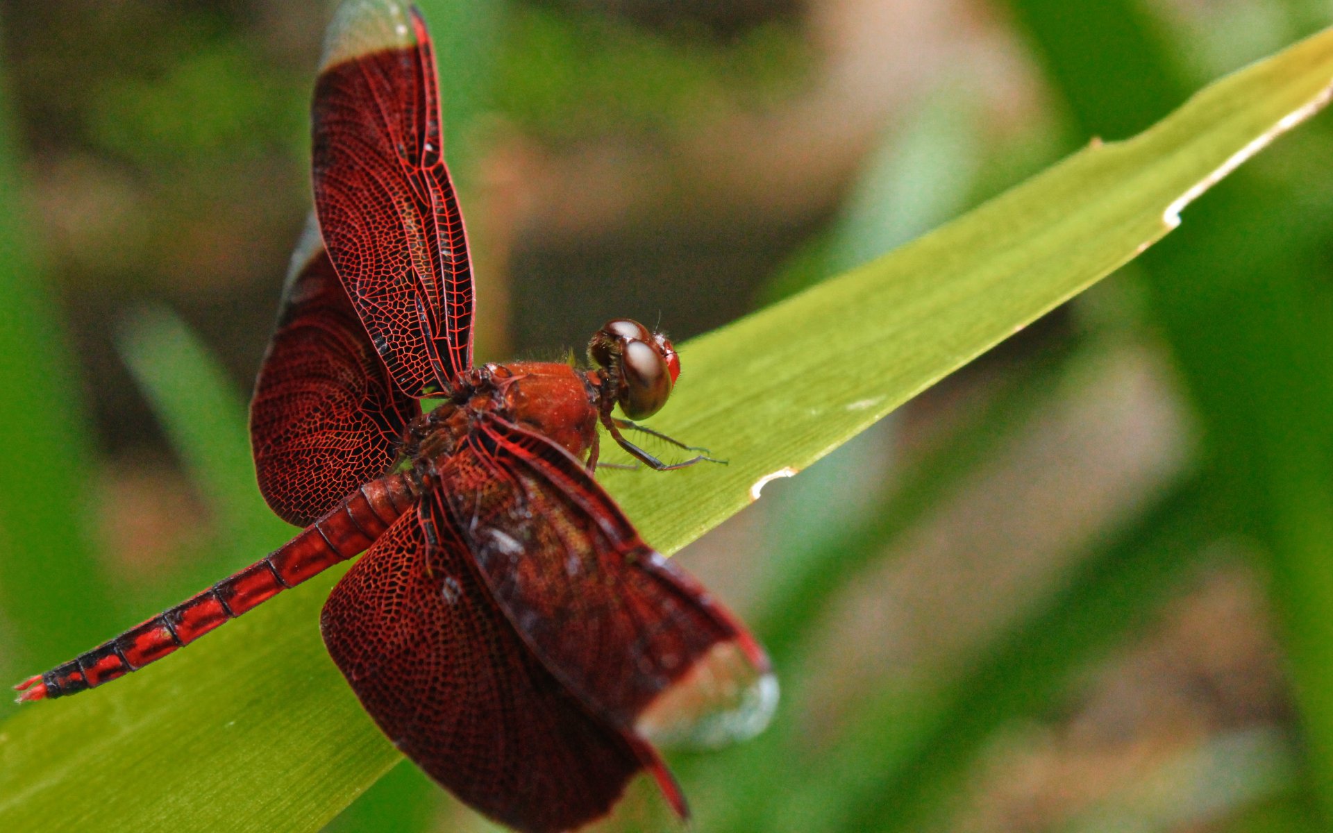 Macro photography of a red dragonfly perched on a green leaf, captured in 4K Ultra HD quality for a vivid PC desktop wallpaper and background.