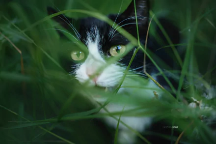 Black-and-white cat peeking through grass — 2K Quad HD PC desktop wallpaper and background, close-up animal portrait.