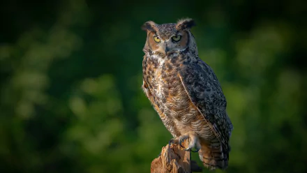 bird eurasian eagle-owl Animal owl HD Desktop Wallpaper | Background Image