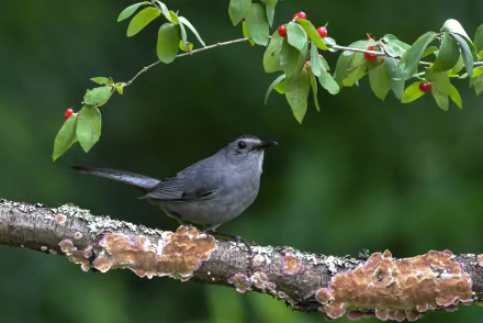 Gray catbird perched on a mossy branch beneath green leaves with red berries, captured in a high-definition animal bird wallpaper.