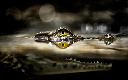 HD PC desktop wallpaper featuring a close-up of a crocodile's eye partially submerged in water with a reflective surface and dark, blurred background.
