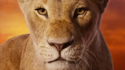 Simba movie The Lion King (2019) HD Desktop Wallpaper | Background Image