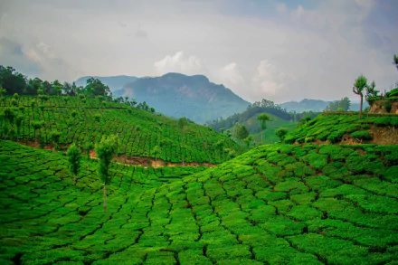 greenery nature man made tea plantation HD Desktop Wallpaper | Background Image