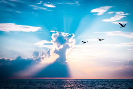 bird cloud nature sunbeam HD Desktop Wallpaper | Background Image