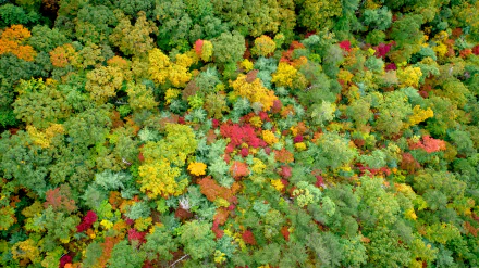 forest photography aerial HD Desktop Wallpaper | Background Image