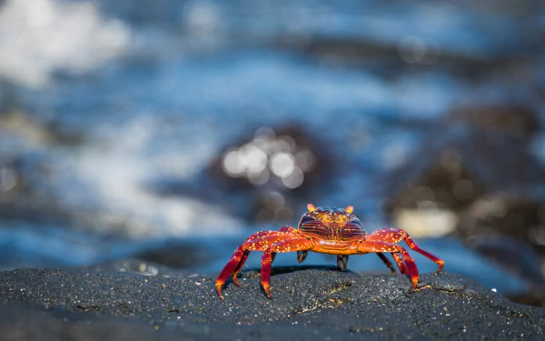 crustacean Animal crab HD Desktop Wallpaper | Background Image