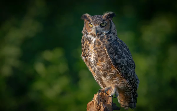 bird eurasian eagle-owl Animal owl HD Desktop Wallpaper | Background Image