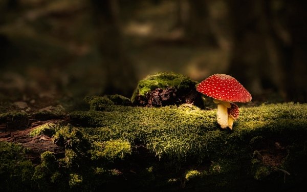 Earth Mushroom Nature Moss Macro HD Wallpaper | Background Image