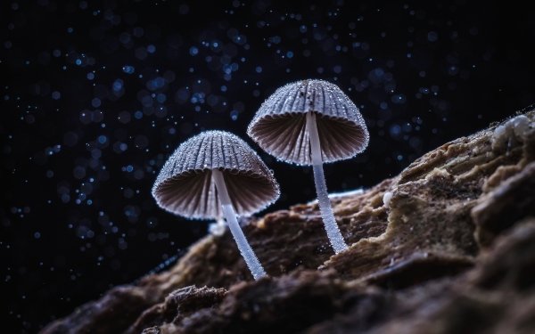 Nature Mushroom Bokeh Macro HD Wallpaper | Background Image