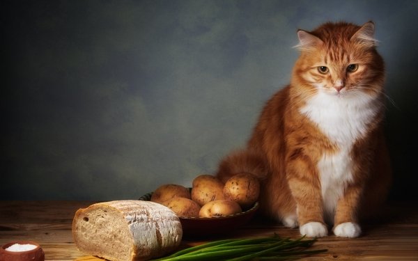 Animal Cat Cats Bread HD Wallpaper | Background Image