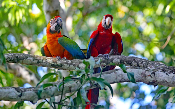 Red-and-green Macaw catalina macaw bird parrot Animal macaw HD Desktop Wallpaper | Background Image