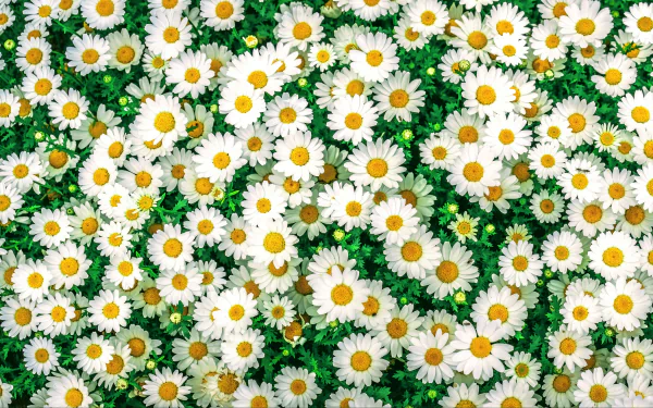 Camomile Field