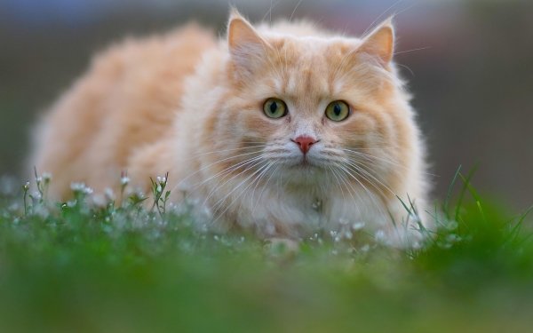 Animal Cat Cats HD Wallpaper | Background Image