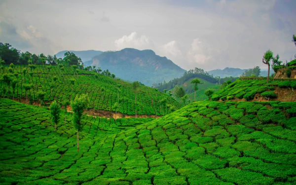 greenery nature man made tea plantation HD Desktop Wallpaper | Background Image