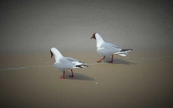 Animal Seagull Birds Seabirds HD Wallpaper | Background Image