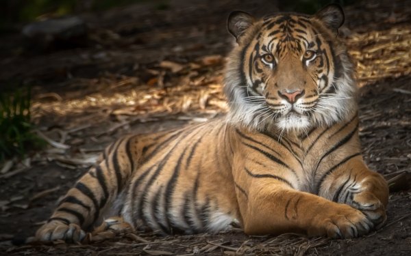 Animal Tiger Cats predator Wildlife Big Cat HD Wallpaper | Background Image