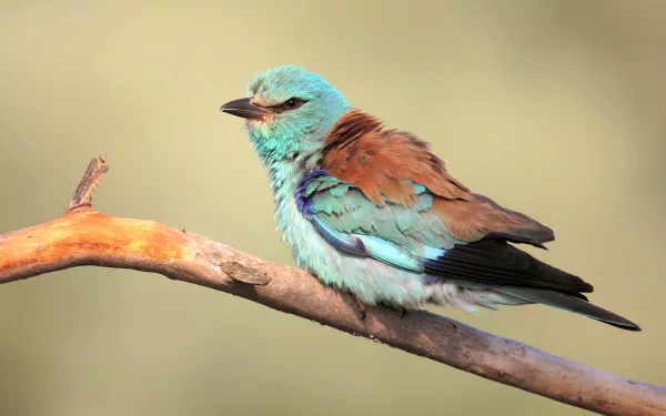bird Animal roller HD Desktop Wallpaper | Background Image