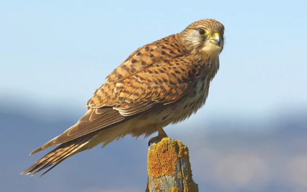 bird of prey bird Animal kestrel HD Desktop Wallpaper | Background Image