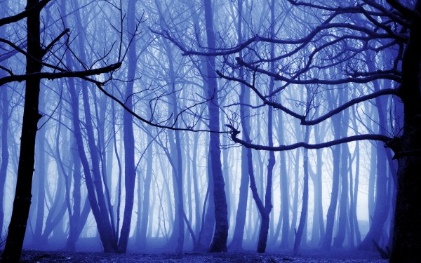 Nature Forest Fog Winter Surreal HD Wallpaper | Background Image