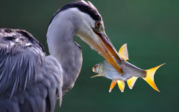 bird fish Animal heron HD Desktop Wallpaper | Background Image