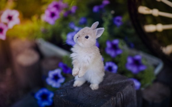 Заставка зайчик tiny bunny