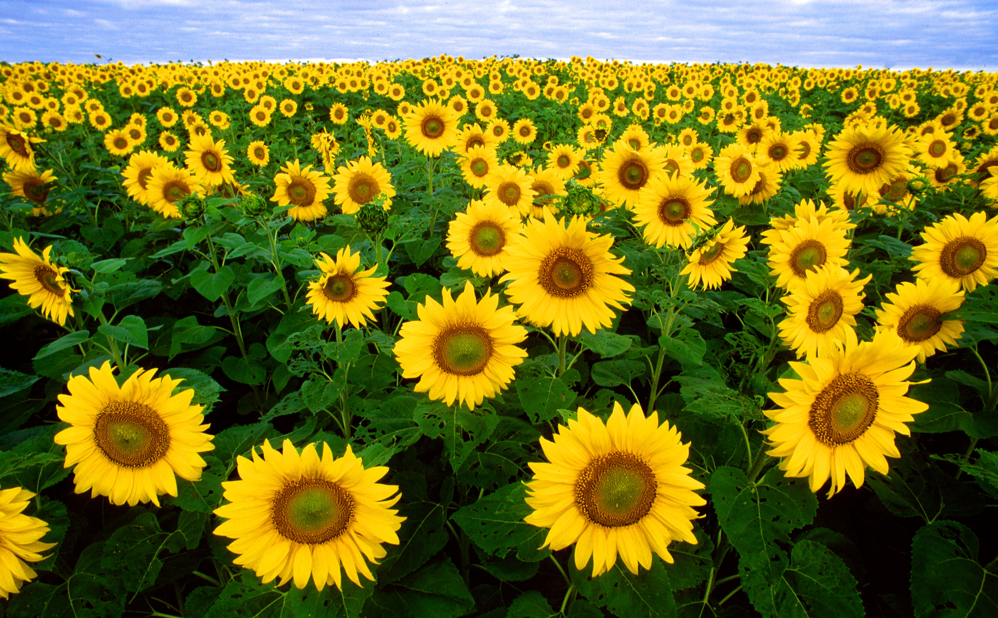 Nature Sunflower HD Wallpaper | Background Image