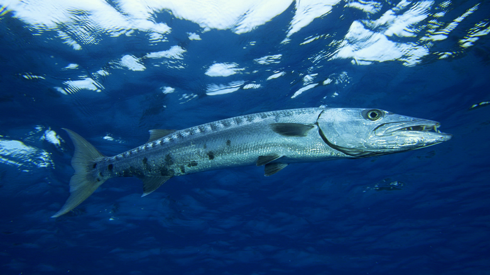 Barracuda swimming in deep blue ocean water.