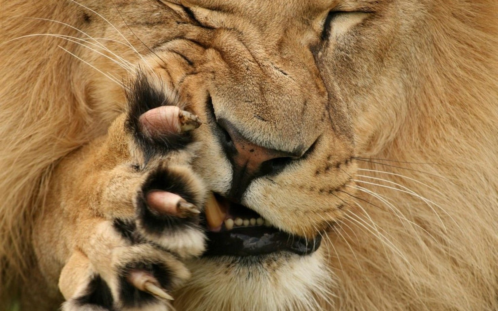 A majestic lion captured on a vibrant desktop wallpaper.