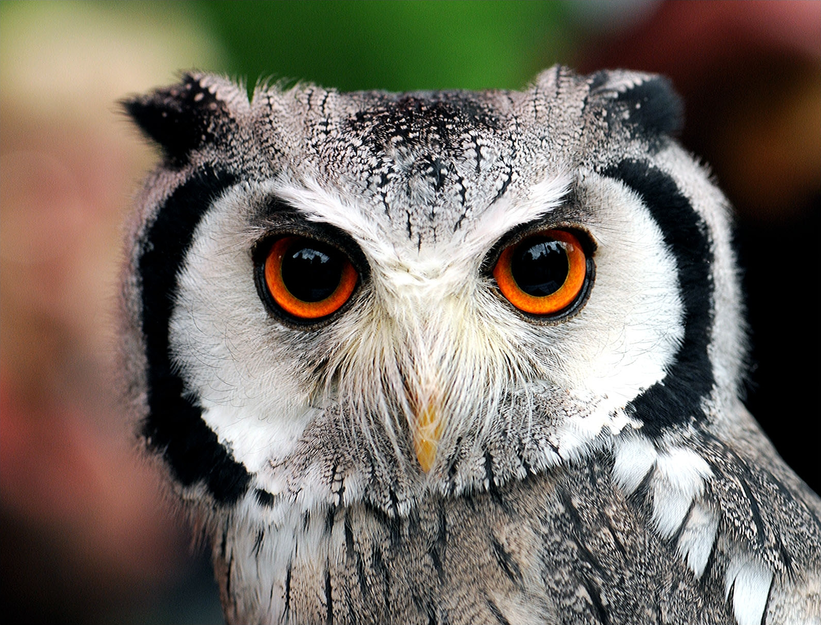 Animal Owl Wallpaper