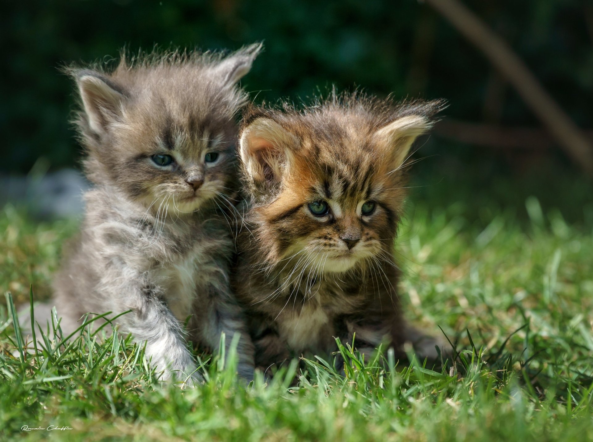 Two fluffy Maine Coon kittens sit together on green grass, captured in sharp detail as a vibrant HD PC desktop wallpaper and background.