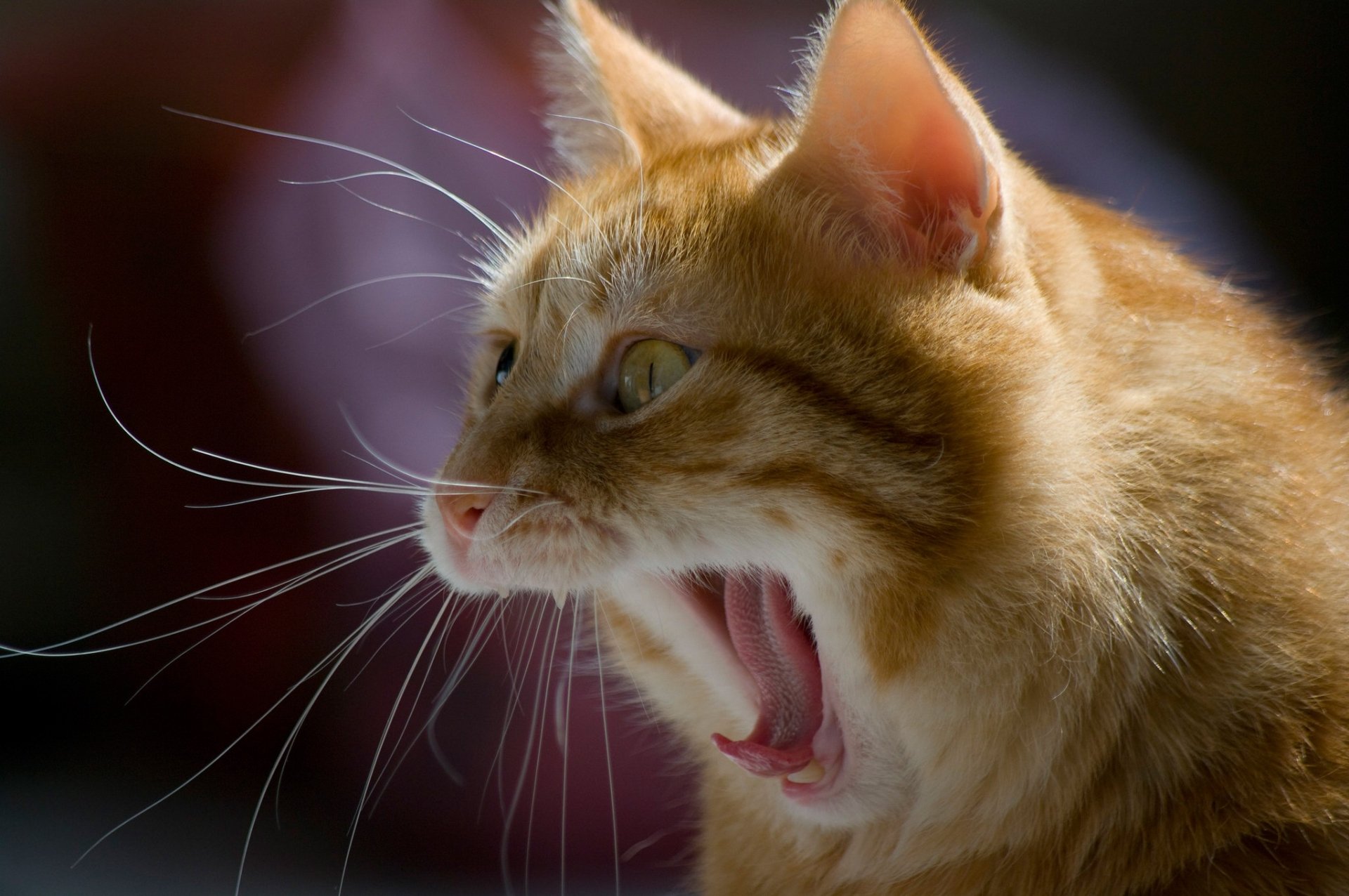 Download Yawn Animal Cat HD Wallpaper
