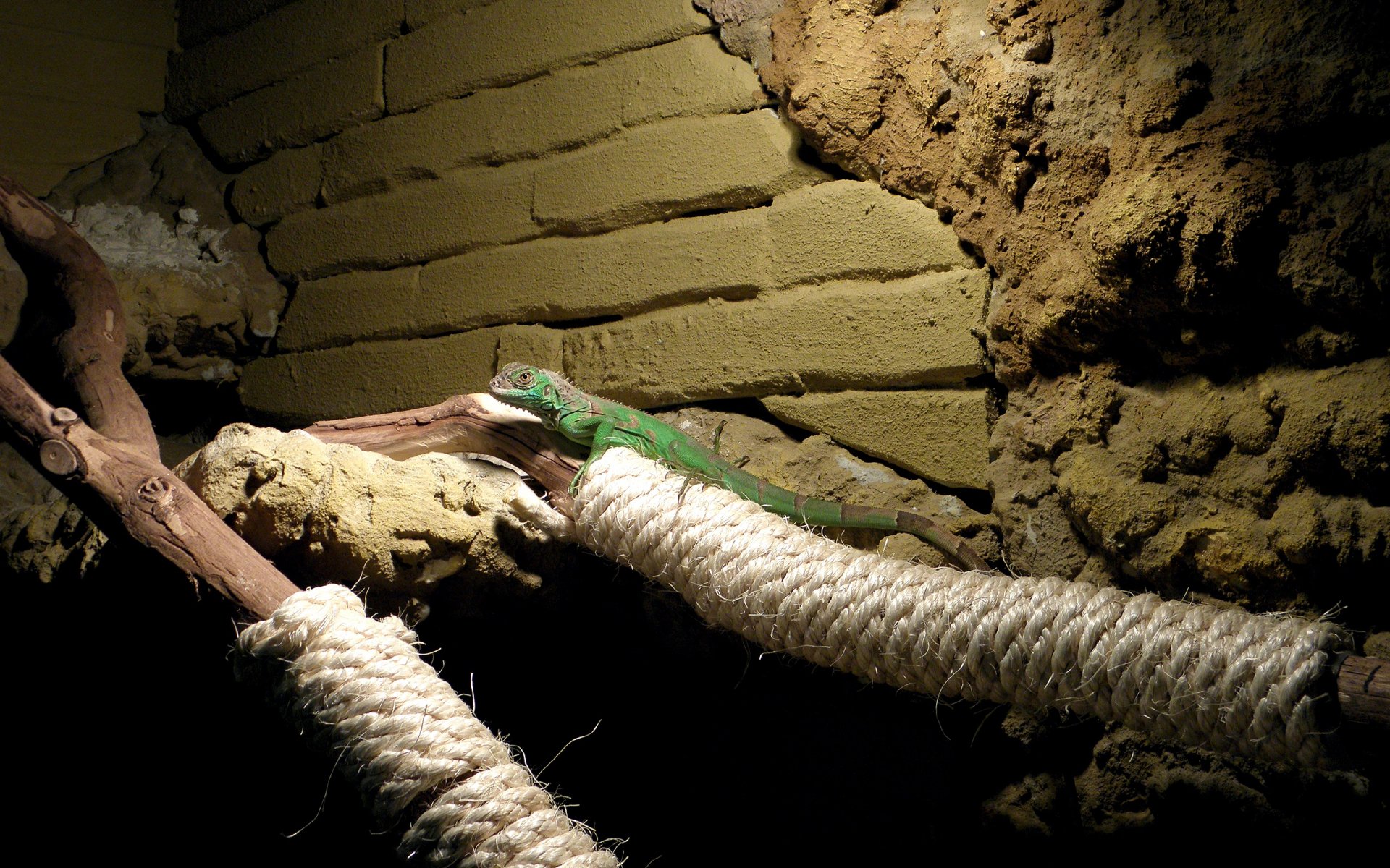 HD desktop wallpaper featuring a green iguana resting on textured rope branches against a stone and brick background in a naturalistic enclosure.