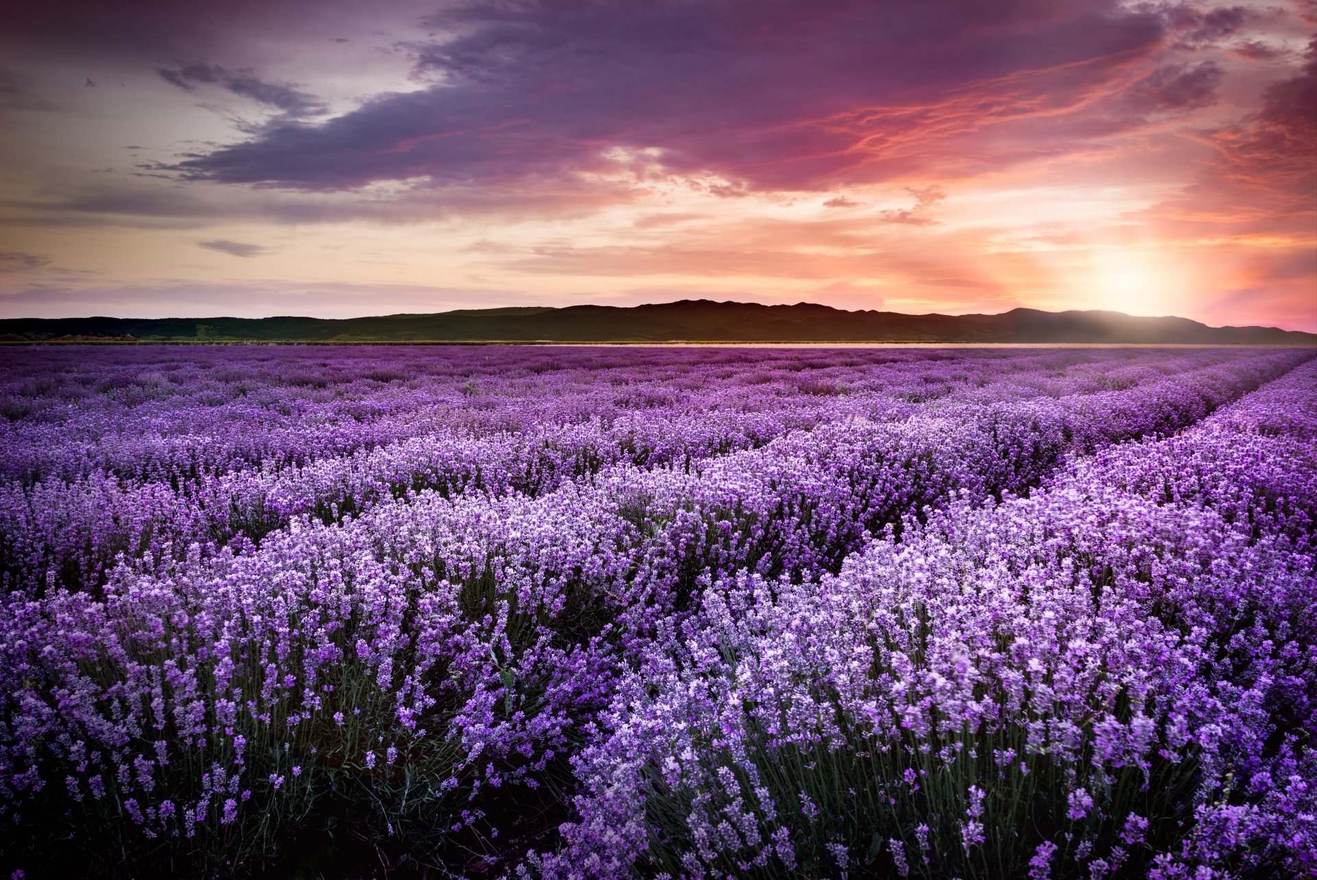 Download Nature Purple Flower Field Flower Sunset Lavender 4k Ultra HD ...