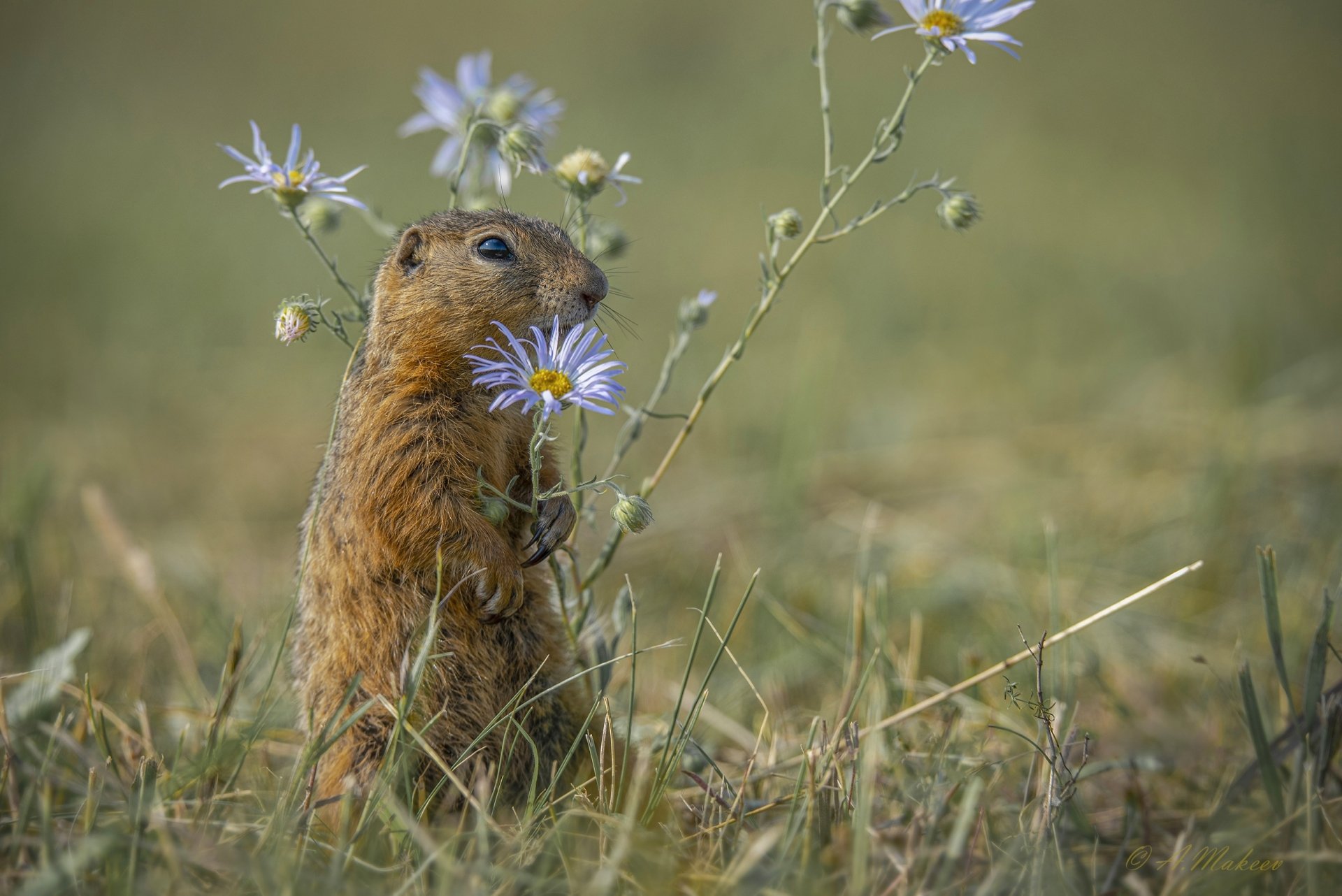 Download Animal Marmot HD Wallpaper
